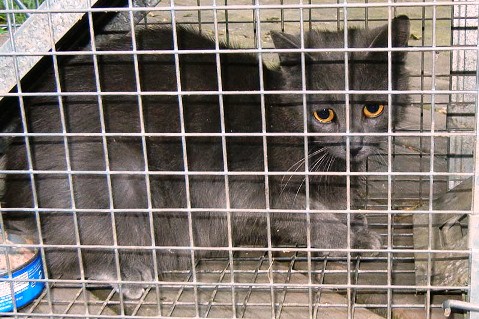 Feral_Kitty.jpg